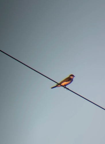 Eastern Kingbird