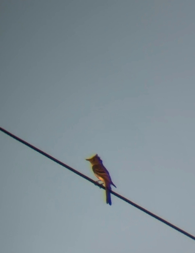 Great Crested Flycatcher