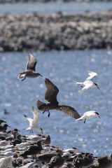 Elegant Tern