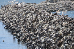 California Brown Pelican