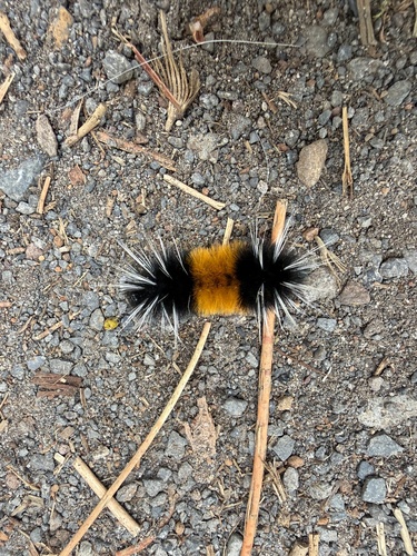 Spotted Tussock Moth