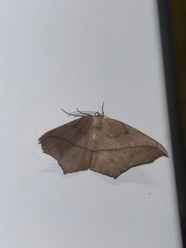 Large Maple Spanworm Moth