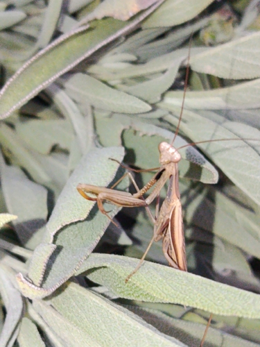European Mantis