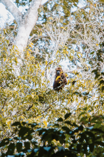 Brown Howler Monkey