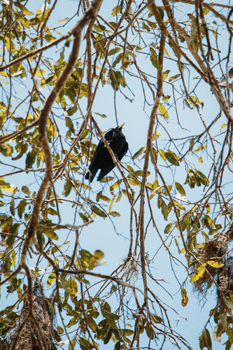 Red-rumped Cacique