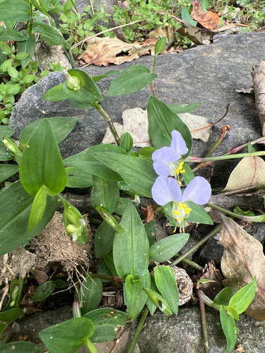 Asiatic dayflower