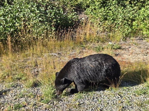 American Black Bear