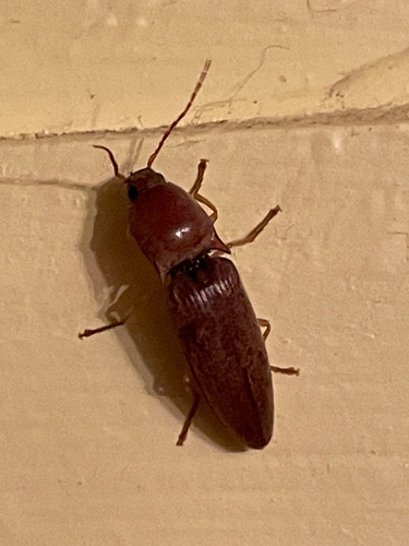 Monocrepidius lividus