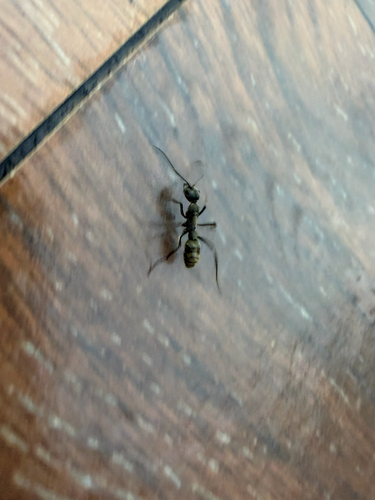 Bornean Queenless Ant