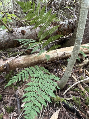 intermediate wood fern