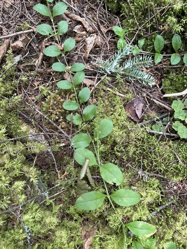 heath speedwell