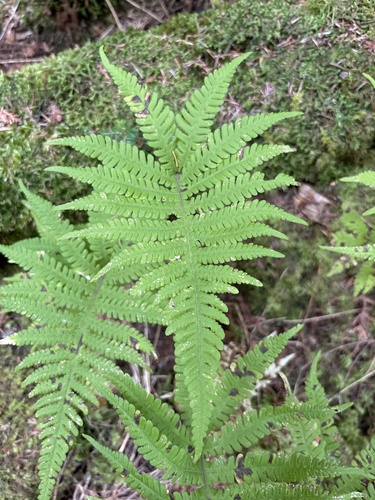 long beech fern