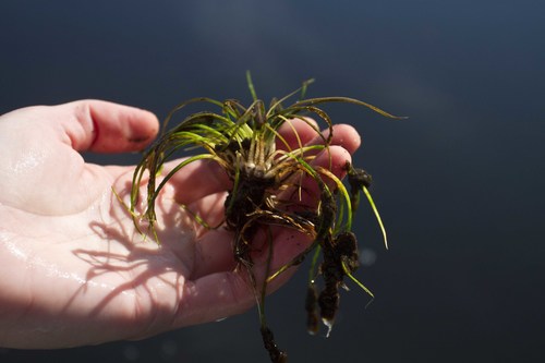 Tuckerman's quillwort (Isoetes tuckermanii)