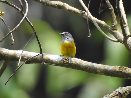 Orange-bellied Flowerpecker