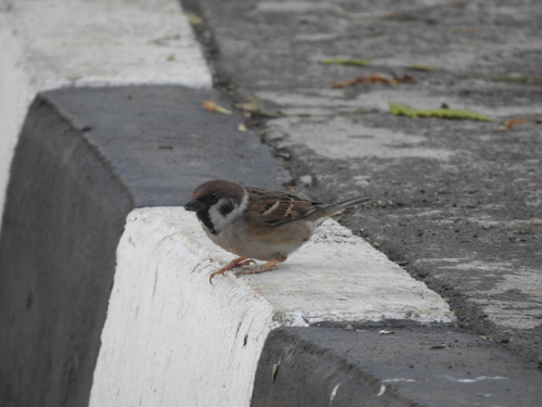 Eurasian Tree Sparrow