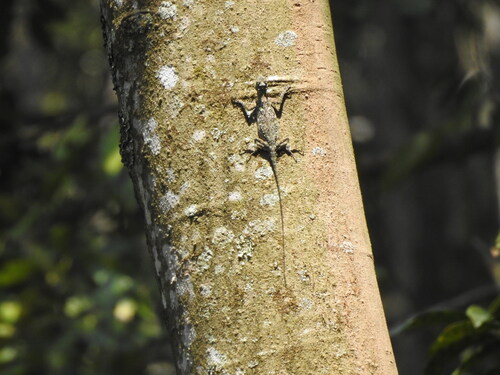 Javan Flying Dragon
