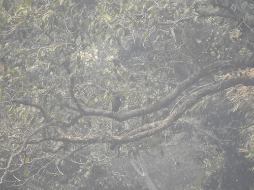 Javan Serpent-Eagle