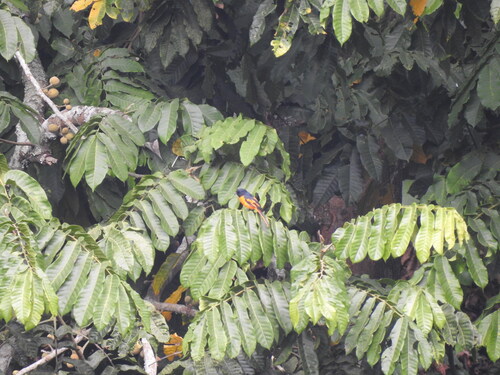 Scarlet Minivet