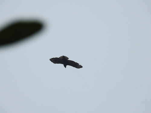 Crested Serpent-Eagle