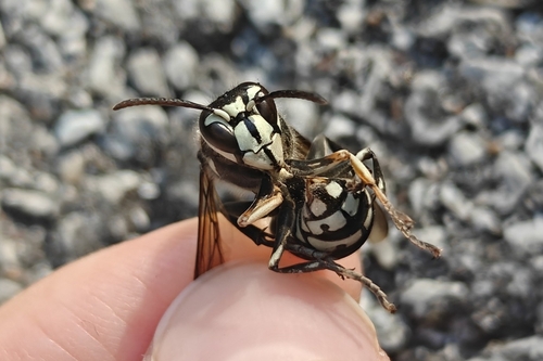 Bald-faced Hornet