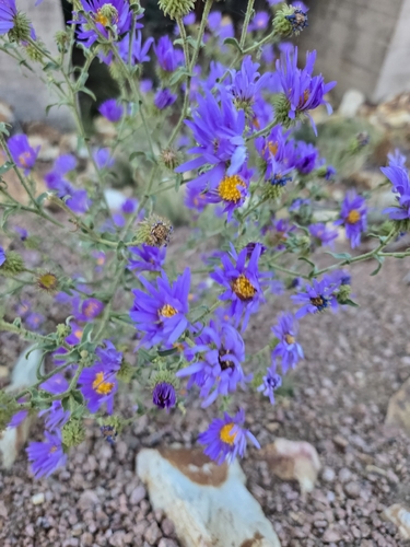 Bigelow's Tansyaster