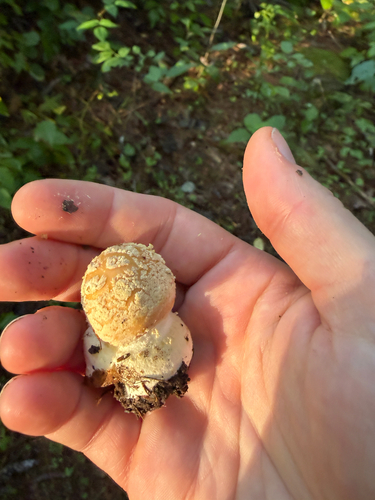 Poison Champagne Amanita