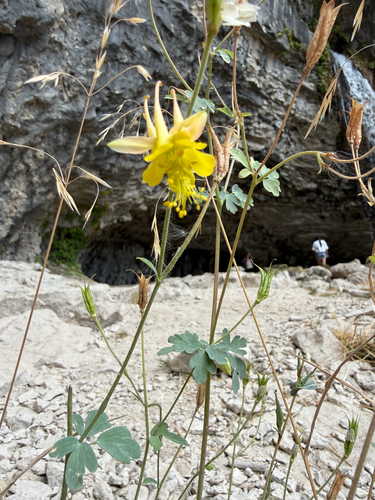 Oil Shale Columbine