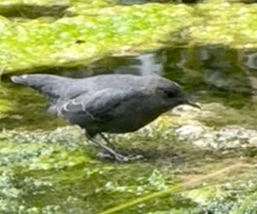 American Dipper
