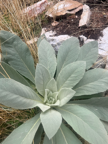 great mullein