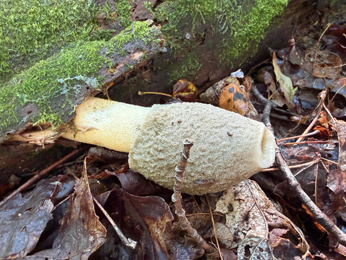 Ravenel's stinkhorn