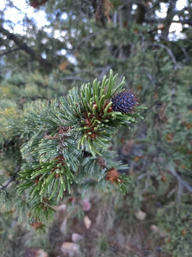Rocky Mountain bristlecone pine