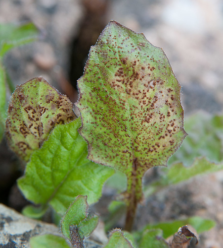 Nipplewort Rust