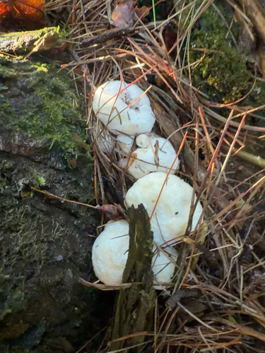 Aborted entoloma