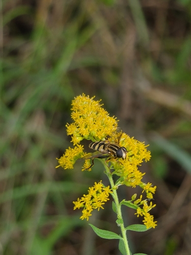 Narrow-headed Marsh Fly