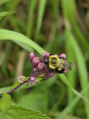 Common Eastern Bumble Bee