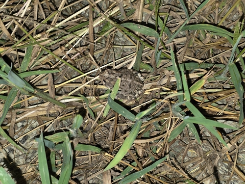 Southern Toad