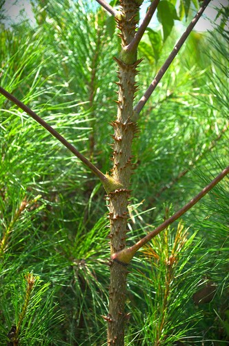 devil's walkingstick