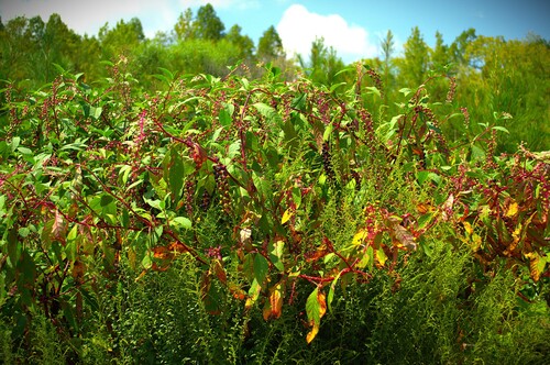 American pokeweed