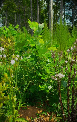 American tuliptree