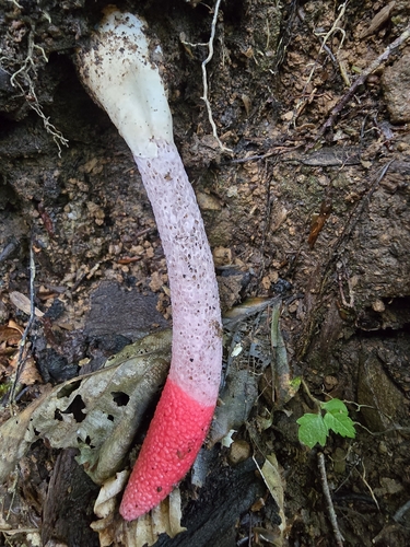 red stinkhorn