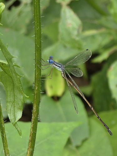 Slender Spreadwing