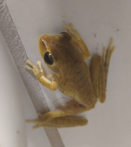 Chaco Tree Frog