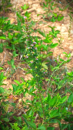 slender bush clover