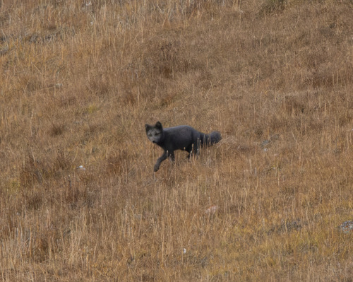 Arctic Fox observed by holly513