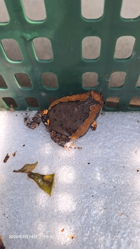 Asian Painted Frog