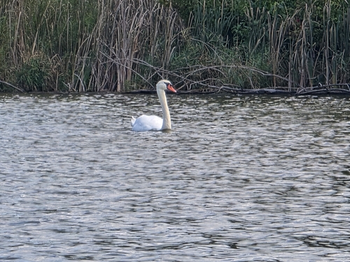 Mute Swan