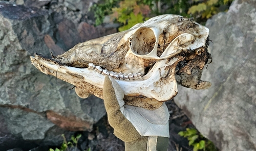 White-tailed Deer