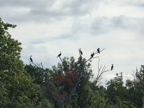 Double-crested Cormorant