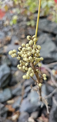 western poison ivy