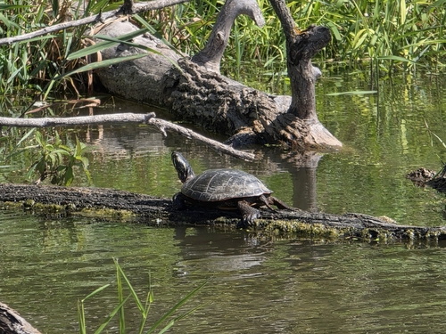 Painted Turtle
